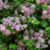 lilak-meyera-palibin-2l-styl-ogrod-srodziemnomorski-ogrod-wiejski-ogrod-skalny-ogrod-nowoczesny-ogrod-japonski