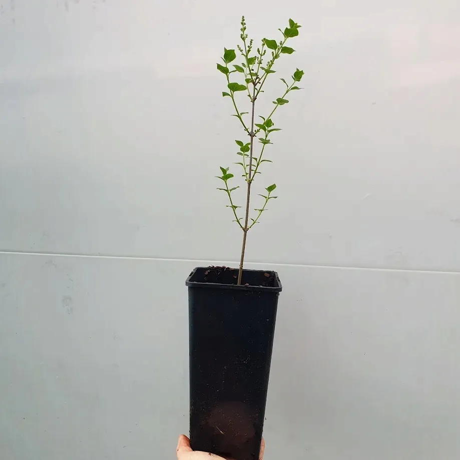 lilak-meyera-palibin-2l-rodzaj-rosliny-lilaki