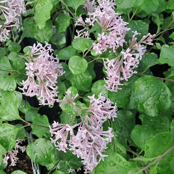 lilak-meyera-palibin-2l-producent-szkolka-pnaczy-marek-wedrowski