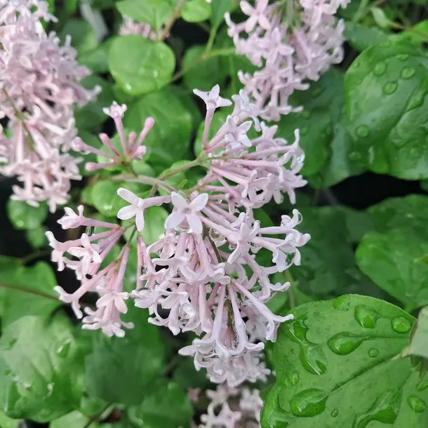 lilak-meyera-palibin-2l-nazwa-lacinska-syringa-meyeri