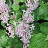 lilak-meyera-palibin-2l-nazwa-lacinska-syringa-meyeri