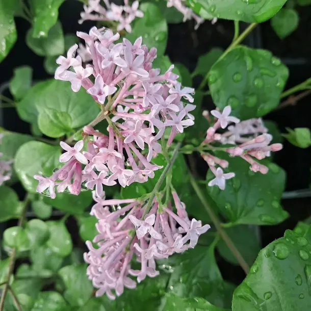 lilak-meyera-palibin-2l-rodzaj-rosliny-lilaki-styl-ogrod-srodziemnomorski-ogrod-wiejski-ogrod-skalny-ogrod-nowoczesny-ogrod-japonski