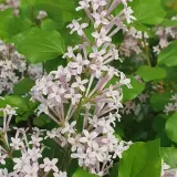 lilak-meyera-palibin-2l-rodzaj-rosliny-lilaki-stan-nowy