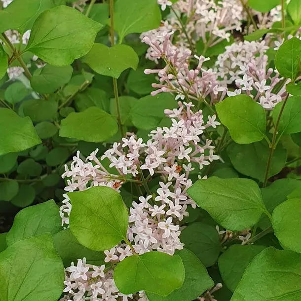 lilak-meyera-palibin-2l-rodzaj-rosliny-lilaki-producent-szkolka-pnaczy-marek-wedrowski