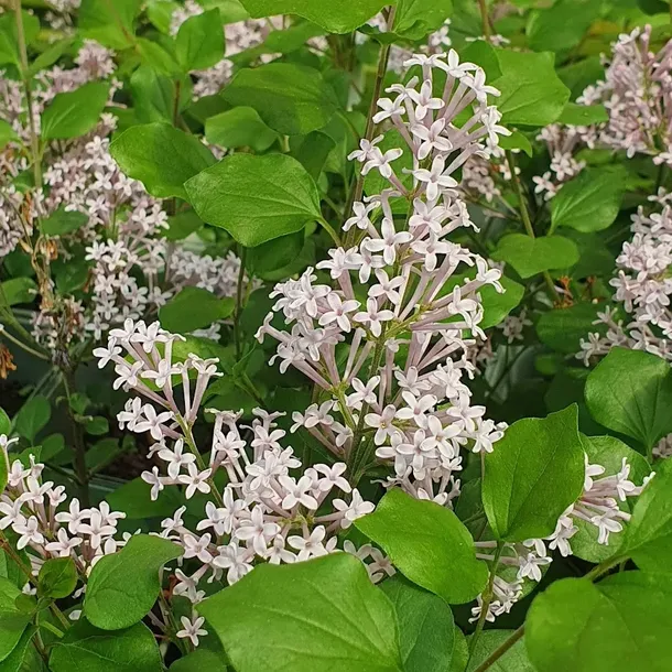 lilak-meyera-palibin-2l-rodzaj-rosliny-lilaki-nazwa-lacinska-syringa-meyeri