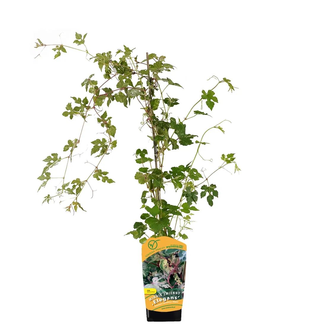 winnik-zmienny-elegans-1l