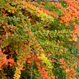 berberys-thunberga-orange-ice-1l