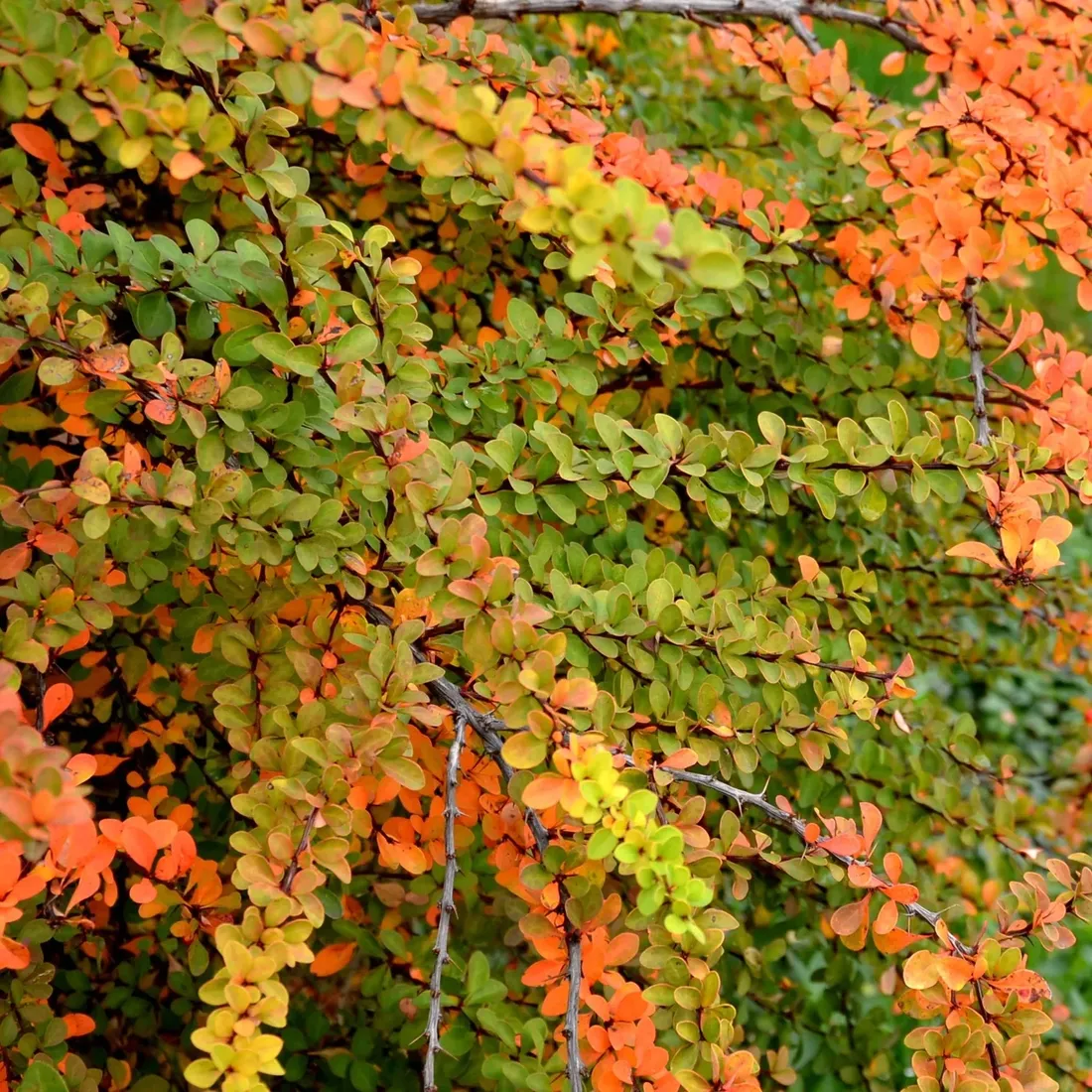 berberys-thunberga-orange-ice-1l