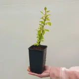 berberys-thunberga-orange-ice-1l-rodzaj-rosliny-berberysy