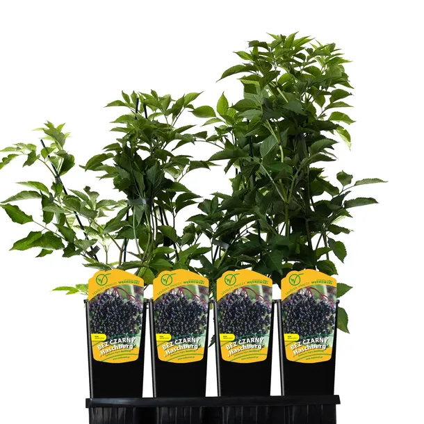 bez-czarny-haschberg-2l-styl-ogrod-srodziemnomorski-ogrod-wiejski-ogrod-skalny-ogrod-nowoczesny-ogrod-japonski-odmiana-haschberg