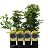 bez-czarny-haschberg-2l-styl-ogrod-srodziemnomorski-ogrod-wiejski-ogrod-skalny-ogrod-nowoczesny-ogrod-japonski-odmiana-haschberg