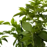 bez-czarny-haschberg-2l-styl-ogrod-srodziemnomorski-ogrod-wiejski-ogrod-skalny-ogrod-nowoczesny-ogrod-japonski-producent-szkolka-pnaczy-marek-wedrowski