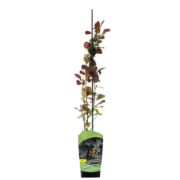 berberys-thunberga-atropurpurea-1l-stan-nowy