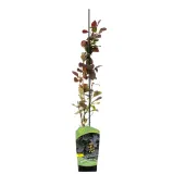berberys-thunberga-atropurpurea-1l-stan-nowy