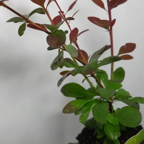 berberys-thunberga-atropurpurea-1l-producent-szkolka-pnaczy-marek-wedrowski