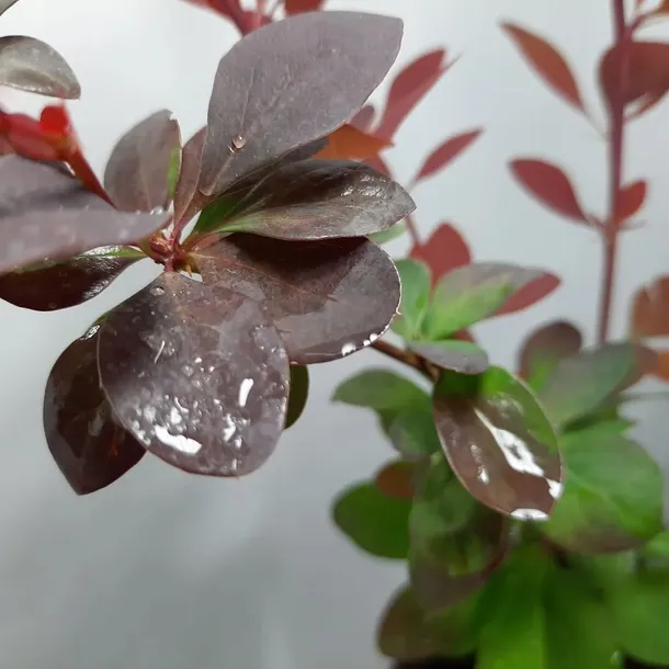 berberys-thunberga-atropurpurea-1l-nazwa-lacinska-berberis-thunbergii