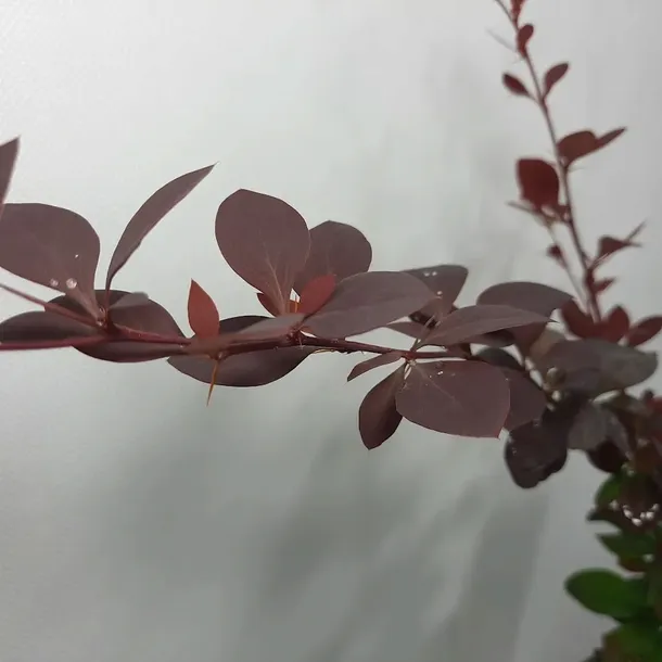 berberys-thunberga-atropurpurea-1l-rodzaj-rosliny-berberysy-styl-ogrod-srodziemnomorski-ogrod-wiejski-ogrod-skalny-ogrod-nowoczesny-ogrod-japonski