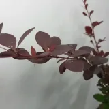 berberys-thunberga-atropurpurea-1l-rodzaj-rosliny-berberysy-styl-ogrod-srodziemnomorski-ogrod-wiejski-ogrod-skalny-ogrod-nowoczesny-ogrod-japonski