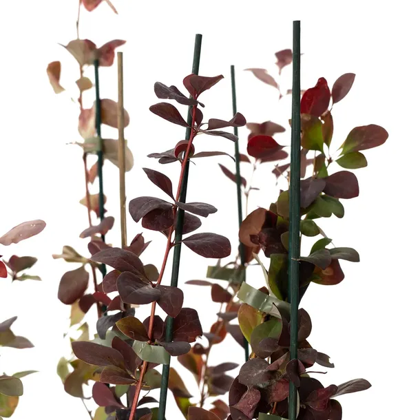 berberys-thunberga-atropurpurea-1l-rodzaj-rosliny-berberysy-stan-nowy