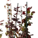 berberys-thunberga-atropurpurea-1l-rodzaj-rosliny-berberysy-stan-nowy
