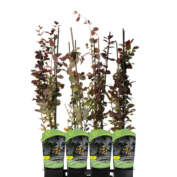 berberys-thunberga-atropurpurea-1l-rodzaj-rosliny-berberysy-producent-szkolka-pnaczy-marek-wedrowski