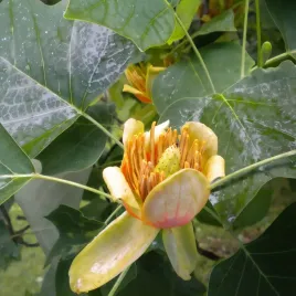 tulipanowiec-amerykanski-2l