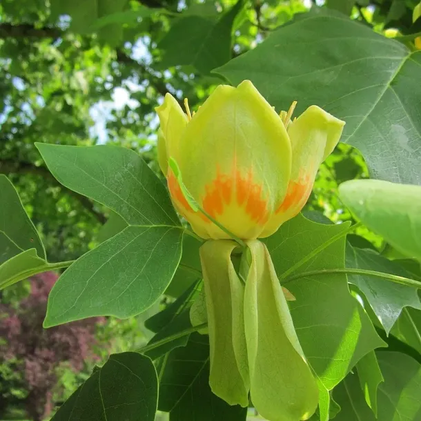 tulipanowiec-amerykanski-2l-nazwa-lacinska-liriodendron-tulipifera