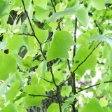 tulipanowiec-amerykanski-2l-rodzaj-rosliny-magnolie-i-tulipanowce-styl-ogrod-srodziemnomorski-ogrod-wiejski-ogrod-skalny-ogrod-nowoczesny-ogrod-japonski