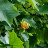 tulipanowiec-amerykanski-2l-rodzaj-rosliny-magnolie-i-tulipanowce-stan-nowy