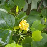tulipanowiec-amerykanski-2l-rodzaj-rosliny-magnolie-i-tulipanowce-nazwa-lacinska-liriodendron-tulipifera