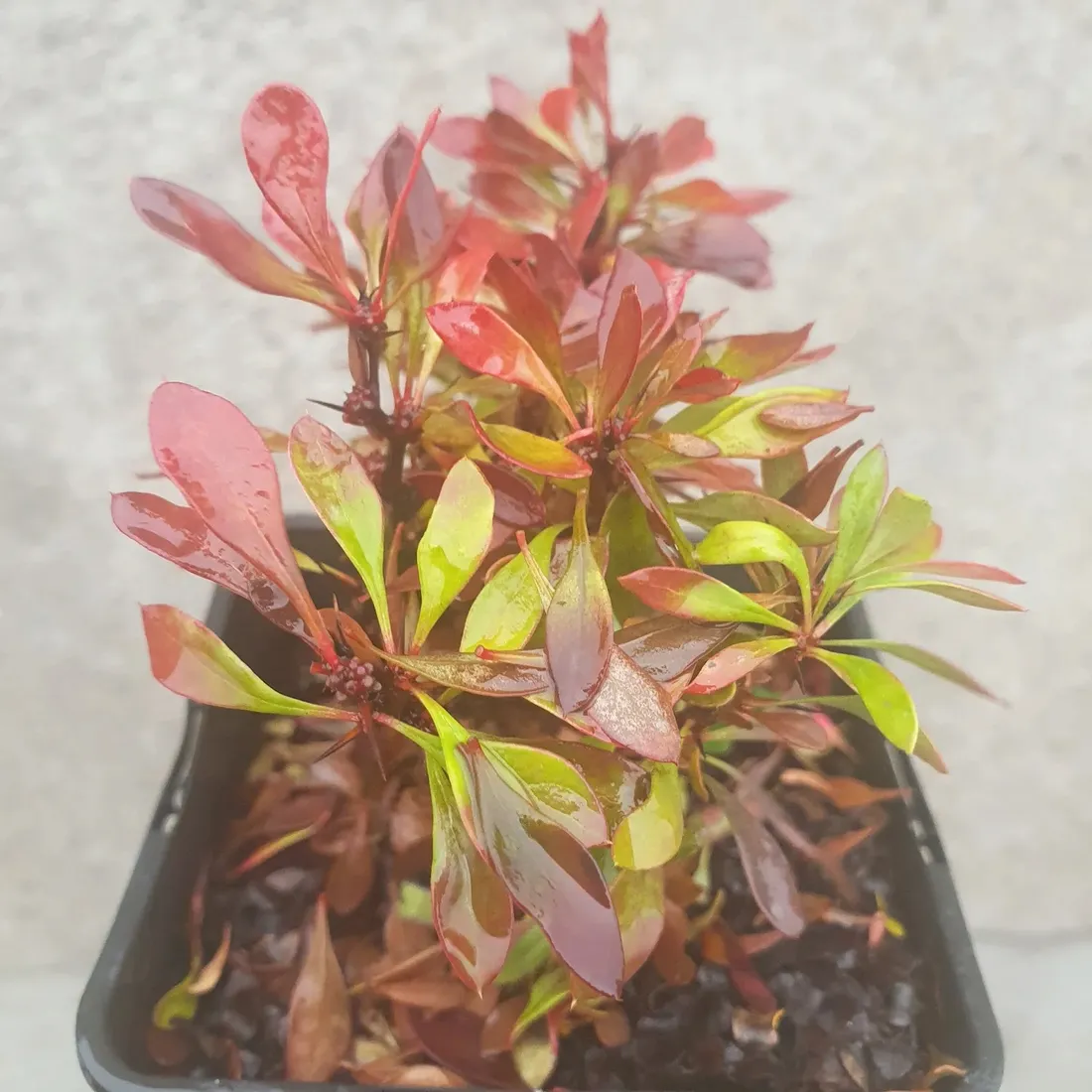 berberys-thunberga-bagatelle-1l