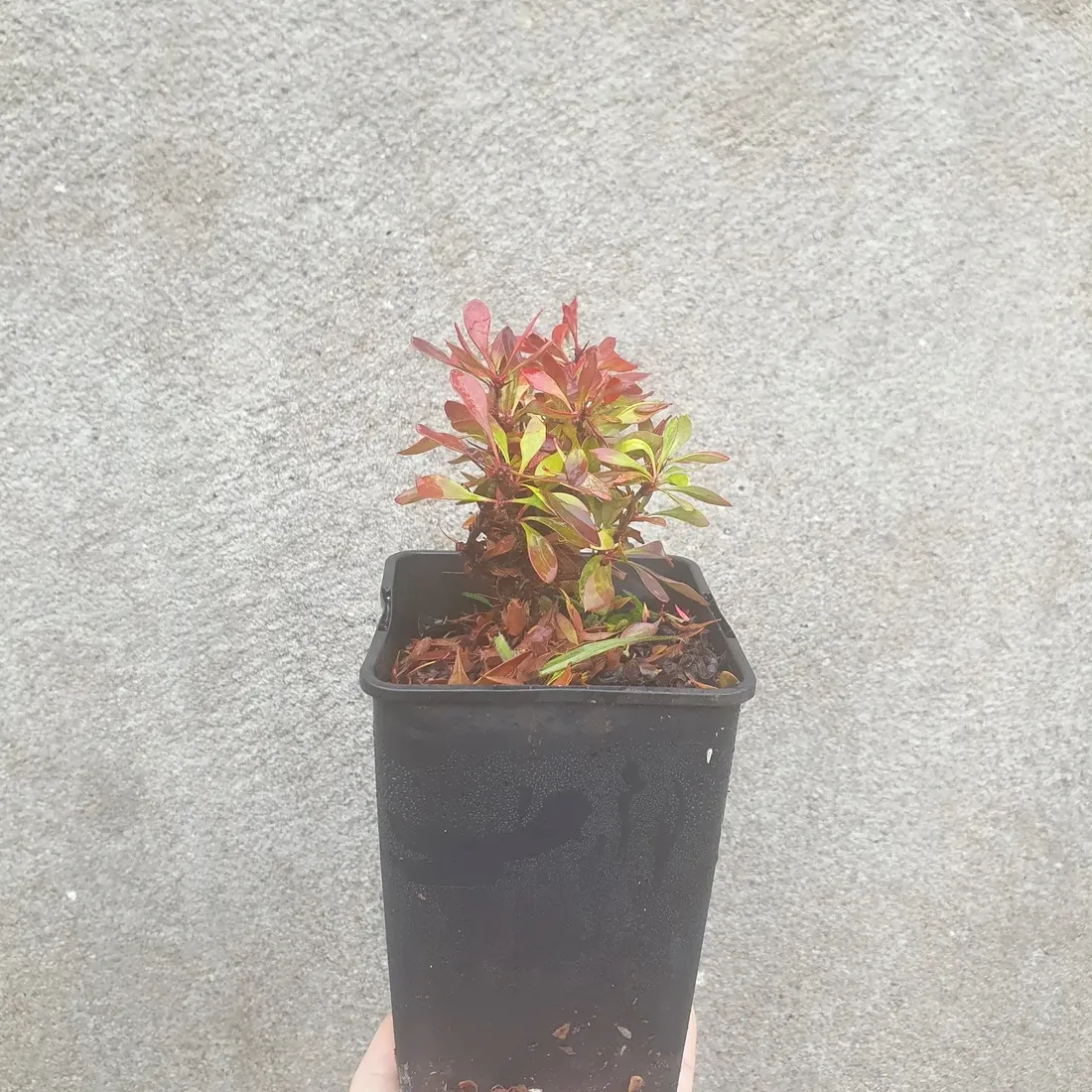 berberys-thunberga-bagatelle-1l
