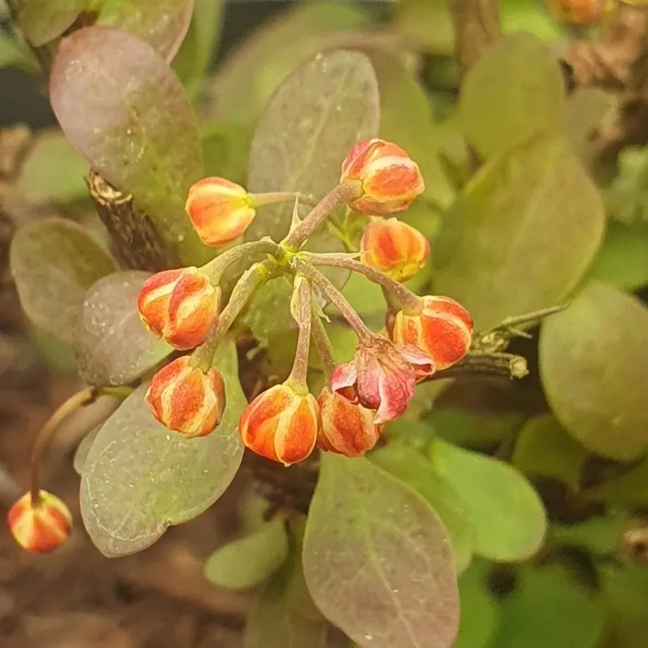 berberys-thunberga-bagatelle-1l-rodzaj-rosliny-berberysy