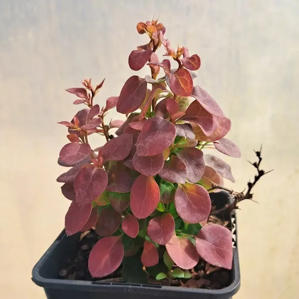 berberys-thunberga-bagatelle-1l-producent-szkolka-pnaczy-marek-wedrowski