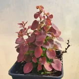 berberys-thunberga-bagatelle-1l-producent-szkolka-pnaczy-marek-wedrowski