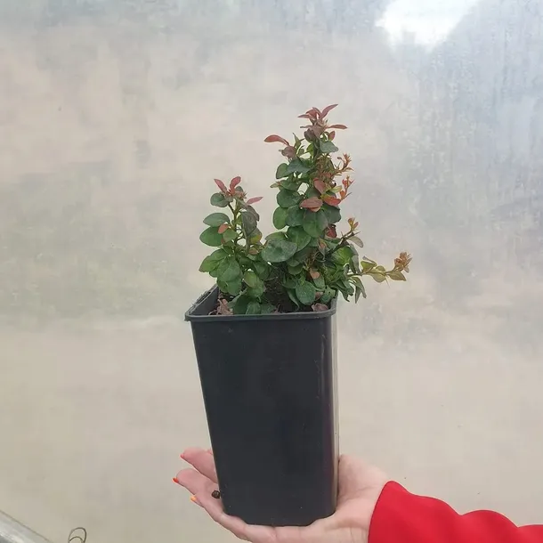 berberys-thunberga-bagatelle-1l-nazwa-lacinska-berberis-thunbergii