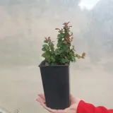 berberys-thunberga-bagatelle-1l-nazwa-lacinska-berberis-thunbergii