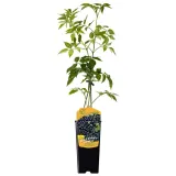 bez-czarny-samyl-2l-styl-ogrod-srodziemnomorski-ogrod-wiejski-ogrod-skalny-ogrod-nowoczesny-ogrod-japonski