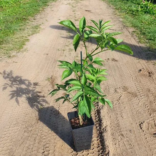 bez-czarny-samyl-2l-nazwa-lacinska-sambucus-nigra