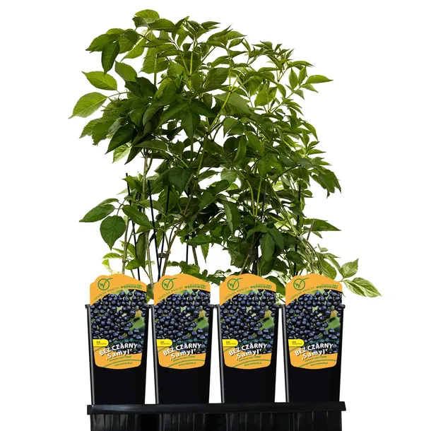 bez-czarny-samyl-2l-styl-ogrod-srodziemnomorski-ogrod-wiejski-ogrod-skalny-ogrod-nowoczesny-ogrod-japonski-nazwa-lacinska-sambucus-nigra