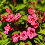 krzewuszka-cudowna-bristol-ruby-2l-rodzaj-rosliny-krzewuszki