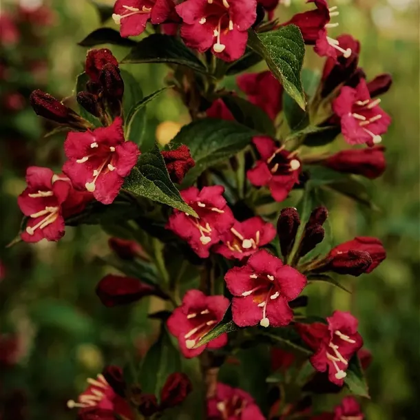 krzewuszka-cudowna-bristol-ruby-2l-styl-ogrod-srodziemnomorski-ogrod-wiejski-ogrod-skalny-ogrod-nowoczesny-ogrod-japonski