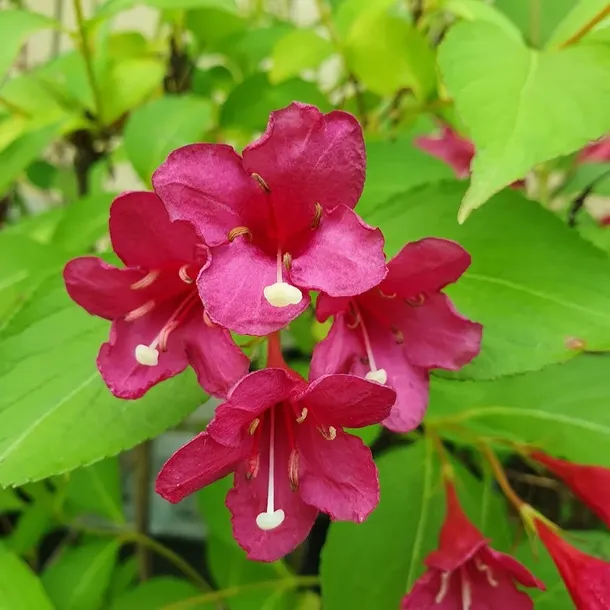 krzewuszka-cudowna-bristol-ruby-2l-stan-nowy