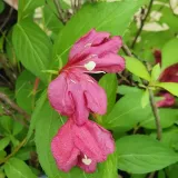 krzewuszka-cudowna-bristol-ruby-2l-producent-szkolka-pnaczy-marek-wedrowski