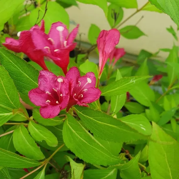 krzewuszka-cudowna-bristol-ruby-2l-nazwa-lacinska-weigela-florida