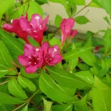 krzewuszka-cudowna-bristol-ruby-2l-nazwa-lacinska-weigela-florida