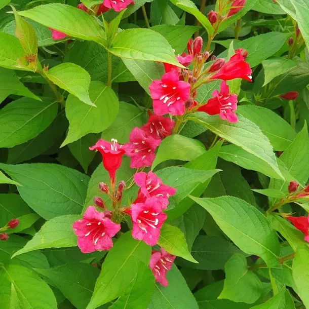 krzewuszka-cudowna-bristol-ruby-2l-rodzaj-rosliny-krzewuszki-styl-ogrod-srodziemnomorski-ogrod-wiejski-ogrod-skalny-ogrod-nowoczesny-ogrod-japonski