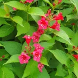 krzewuszka-cudowna-bristol-ruby-2l-rodzaj-rosliny-krzewuszki-styl-ogrod-srodziemnomorski-ogrod-wiejski-ogrod-skalny-ogrod-nowoczesny-ogrod-japonski