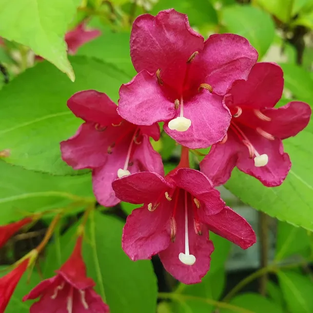 krzewuszka-cudowna-bristol-ruby-2l-rodzaj-rosliny-krzewuszki-nazwa-lacinska-weigela-florida