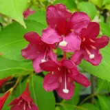 krzewuszka-cudowna-bristol-ruby-2l-rodzaj-rosliny-krzewuszki-nazwa-lacinska-weigela-florida